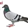pigeon.lives.matter