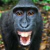 gorillamemes5