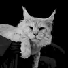 emstonmainecoons