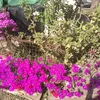 gladysbrito52