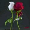 user37600588431584