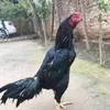 userztelq3iprl