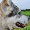 wolves_back_to_nature
