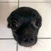 perritowasaa2727