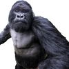gorillalikebanana