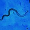 the_blue_florida_virus