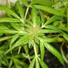 sativasweetleaf