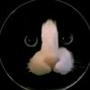 cipurrrrr