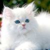 farhatmalik619