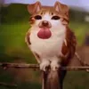 longcacatv