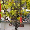 lethithao20111993