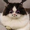 whytiii3
