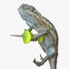 goongoon_