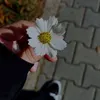 savanajeeb3