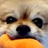 feng01010323