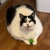 momdbott