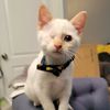 foster_cattery_kc