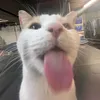 tylerwow