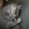 tantantantan______