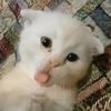 giyuu.tapioca