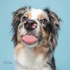 obi_theaussiepup
