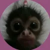 lalaleikas_alt