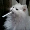cho_to.takoe