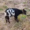 sibarita_baburita