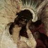 ._.icarus_