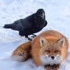 Crow Bro