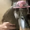 penguinscantfly_