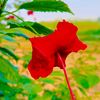 raj__konnah