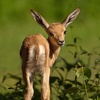 babygazelle2