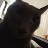 fetch_dogy