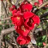 carolina_besty_muze53