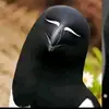 lucubangetlohrek04