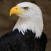eaglgold