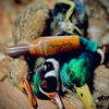 2nickels_duck_club