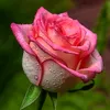 mohammadyasir3552