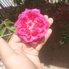 lucre_.silva