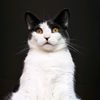 meoouuwsy