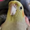 zoeydragon777