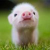 Cute Pigs of TikTok 🐷❤️