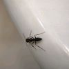 samadfly