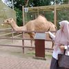 nikzainab_sholehah