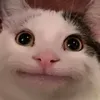beluga_gula