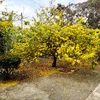 ngoyen2k5