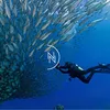 99islandsdiver
