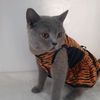 samantha.thecat