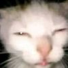 blubublubub12345